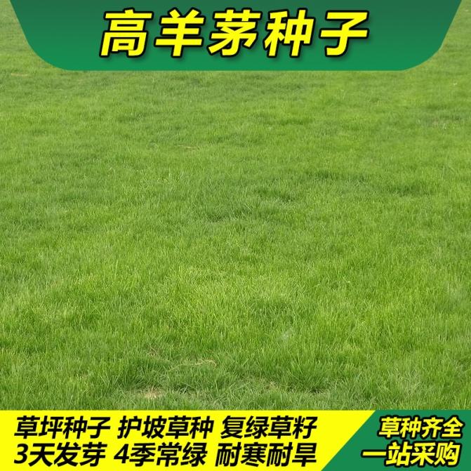 高羊茅种子 公园景区地被绿化景观草坪草籽