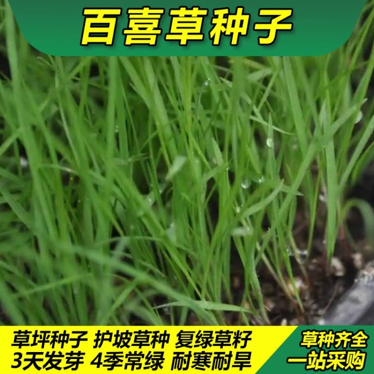 百喜草种子 护坡绿化种籽耐高温矿山复绿草坪草籽